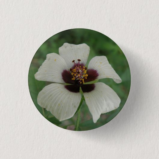 Witte en Paarse Button van passionbloem (Voorkant)