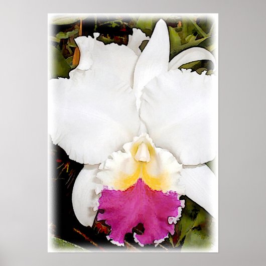 Witte en Paarse Cattleya Orchid Poster (Voorkant)