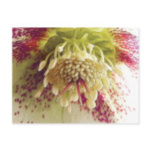 Witte en Paarse Hellebore