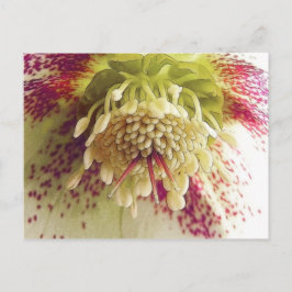 Witte en Paarse Hellebore Briefkaart