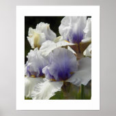 Witte en paarse Iris-bloemen bloemstuk Poster (Voorkant)