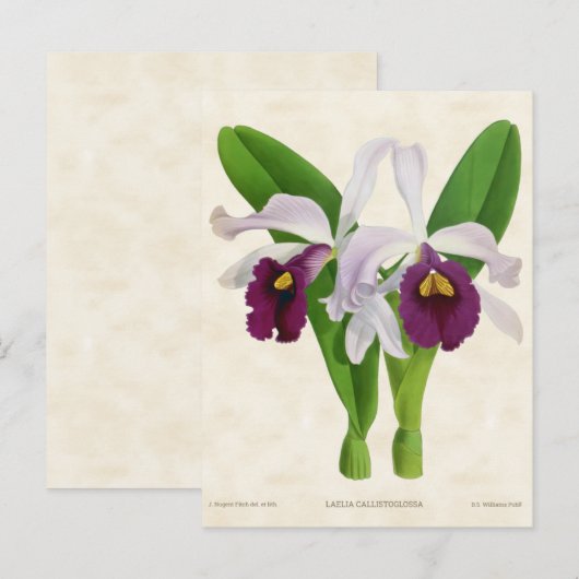 Witte en Paarse Laelia Orchid Botanisch Briefkaart (Voorkant / Achterkant)