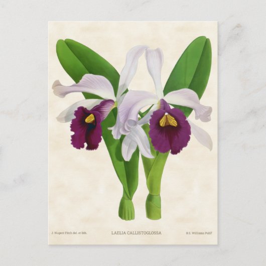 Witte en Paarse Laelia Orchid Botanisch Briefkaart (Voorkant)