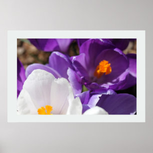 Witte en Paarse lentebloemen Poster