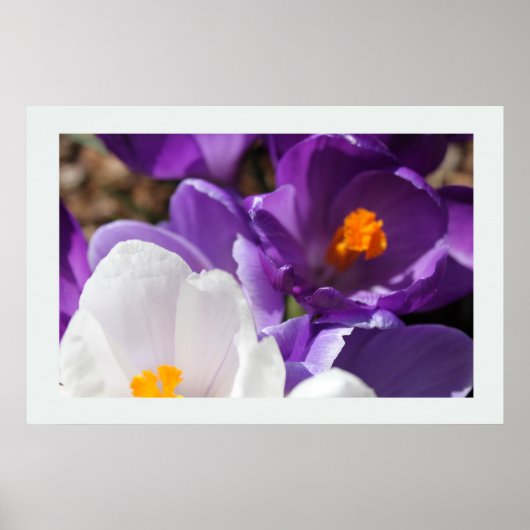 Witte en Paarse lentebloemen Poster (Voorkant)
