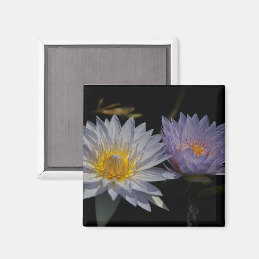 Witte en Paarse Lotus Waterlilies magnet (Voorkant / Achterkant)