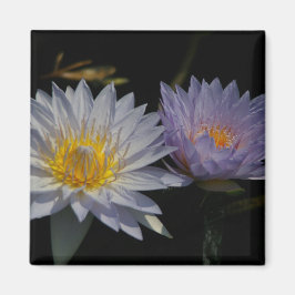 Witte en Paarse Lotus Waterlilies magnet