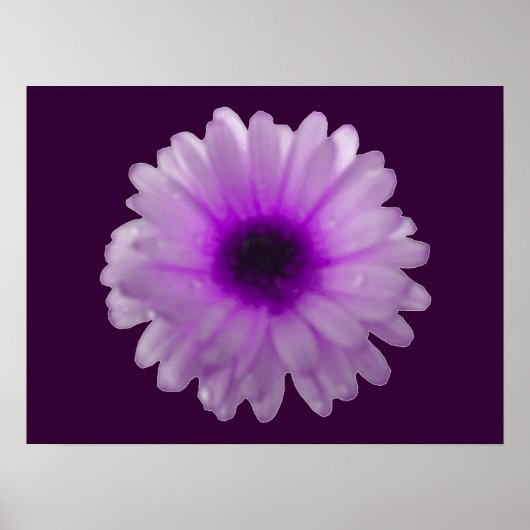 Witte en Paarse marigoldPoster Poster (Voorkant)