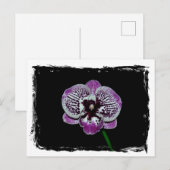 Witte en Paarse orchidee Briefkaart (Voorkant / Achterkant)