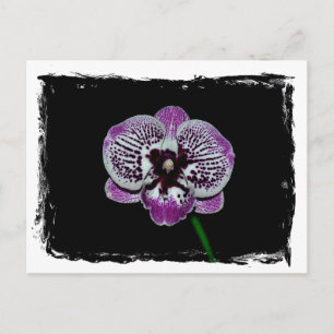 Witte en Paarse orchidee Briefkaart