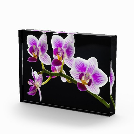 Witte en paarse orchidee fotoblokken (Rechts)
