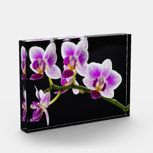 Witte en paarse orchidee fotoblokken (Links)