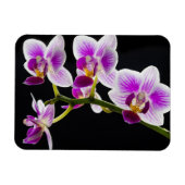 Witte en paarse orchidee magneet (Horizontaal)