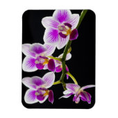 Witte en paarse orchidee magneet (Verticaal)