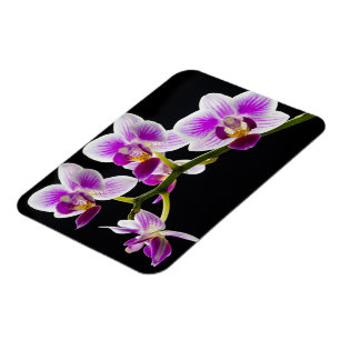 Witte en paarse orchidee magneet