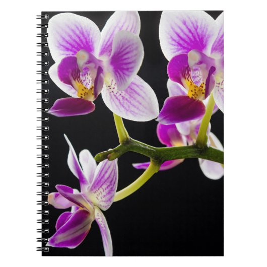 Witte en paarse orchidee notitieboek (Voorkant)