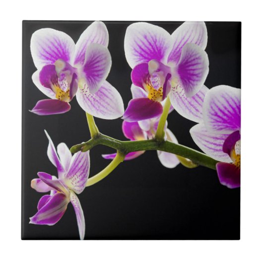 Witte en paarse orchidee tegeltje (Voorkant)