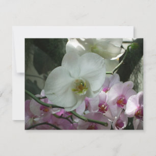 Witte en Paarse orchideeën