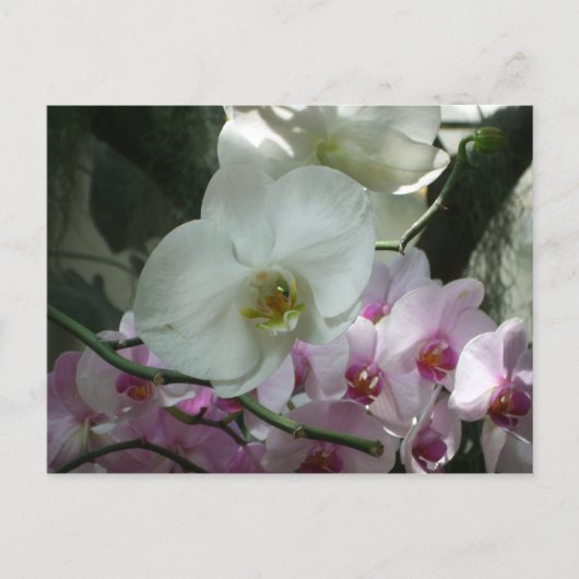 Witte en Paarse orchideeën Briefkaart (Voorkant)
