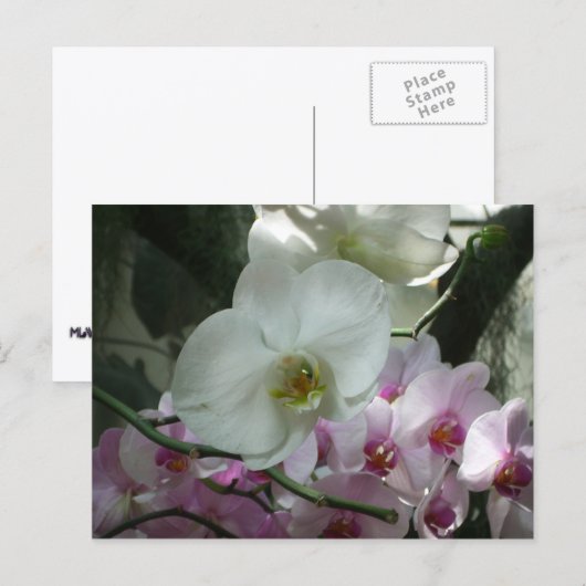 Witte en Paarse orchideeën Briefkaart (Voorkant / Achterkant)
