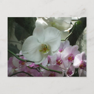 Witte en Paarse orchideeën Briefkaart