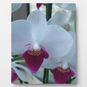 witte en paarse orchideeën fotoplaat