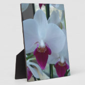 witte en paarse orchideeën fotoplaat (Zijkant)