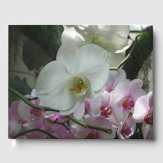 Witte en Paarse orchideeën Gastenboek (Voorkant)
