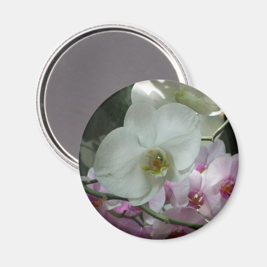 Witte en Paarse orchideeën Magneet (Voorkant / Achterkant)