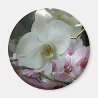 Witte en Paarse orchideeën