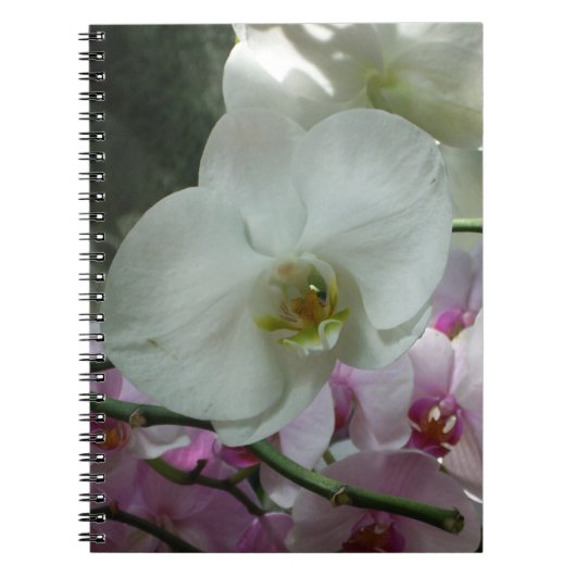 Witte en Paarse orchideeën Notitieboek (Voorkant)