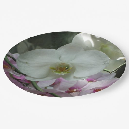 Witte en Paarse orchideeën Papieren Bordje (Gekanteld)