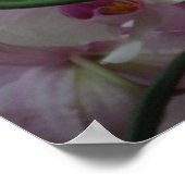 Witte en Paarse orchideeën Poster (Hoek)