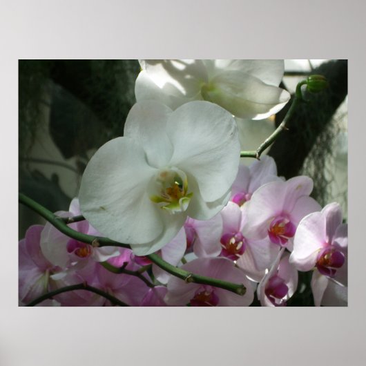 Witte en Paarse orchideeën Poster (Voorkant)