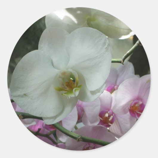 Witte en Paarse orchideeën Ronde Sticker (Voorkant)