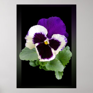 witte en paarse paniek poster