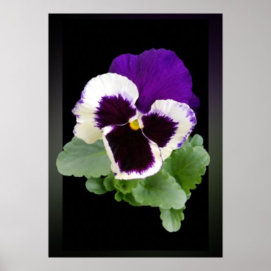 witte en paarse paniek poster (Voorkant)
