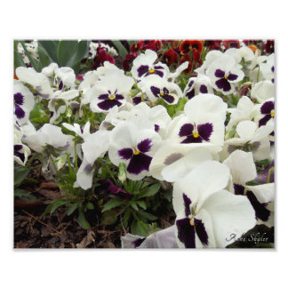 Witte en Paarse Pansies Foto Afdruk