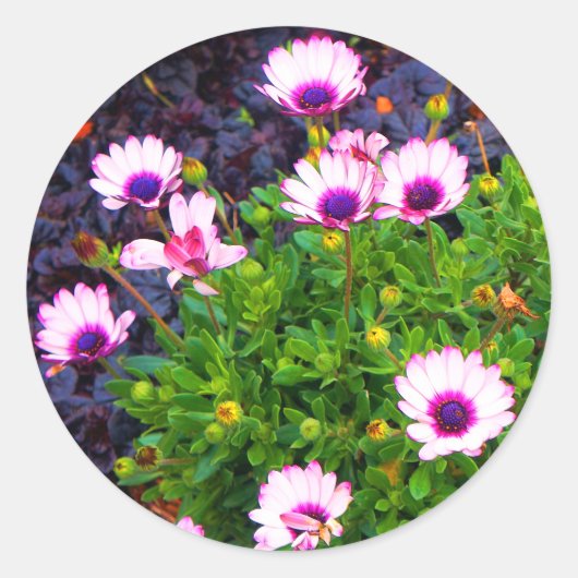 Witte en Paarse Stickers van de Afrikaanse Daisy # (Voorkant)