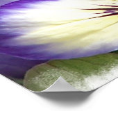 Witte en Paarse Violas Poster (Hoek)