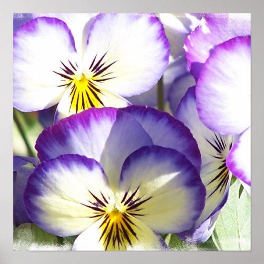 Witte en Paarse Violas Poster (Voorkant)