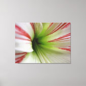 Witte en rode Amaryllis Flower Art Canvas Afdruk (Voorkant)