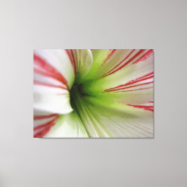 Witte en rode Amaryllis Flower Art Canvas Afdruk