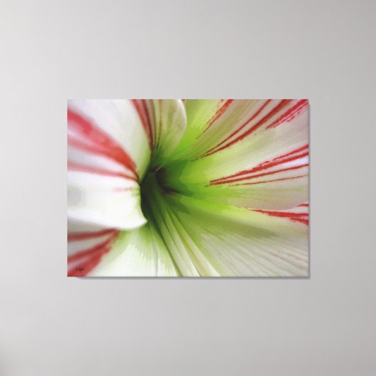 Witte en rode Amaryllis Flower Art Canvas Afdruk (Voorkant)