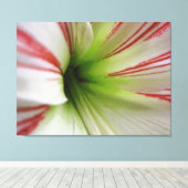 Witte en rode Amaryllis Flower Art Canvas Afdruk (Insitu (Houten vloer))