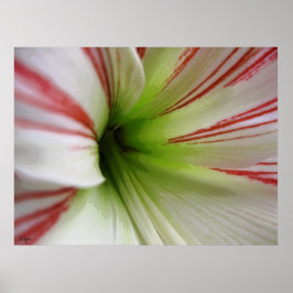 Witte en rode Amaryllis Flower Art Poster