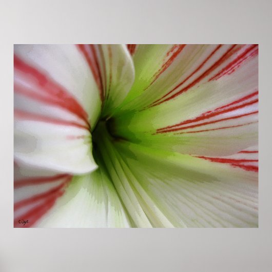 Witte en rode Amaryllis Flower Art Poster (Voorkant)
