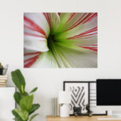 Witte en rode Amaryllis Flower Art Poster (Thuiskantoor)