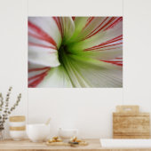 Witte en rode Amaryllis Flower Art Poster (Keuken)