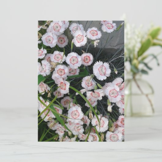 Witte en rode anjers kaart (Staand voorkant)